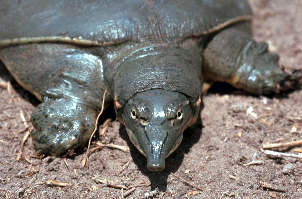 Spiny softshell turtle (Apalone spinifera) by Sam Stukel, USFWS