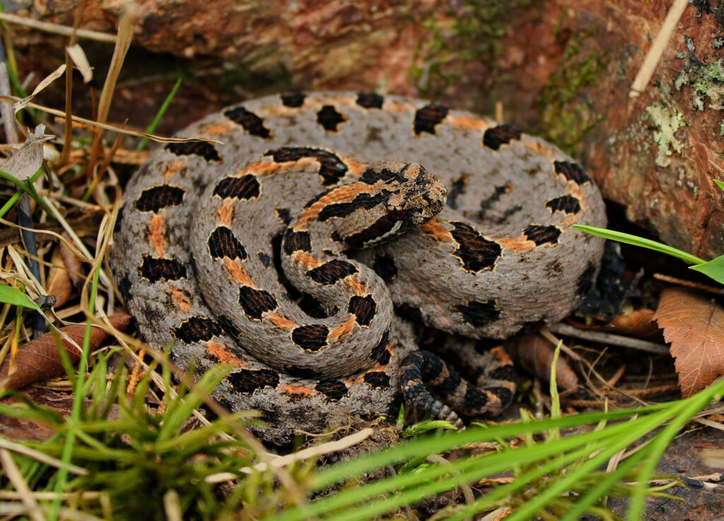 Pygmy Rattlesnake (Sistrurus miliarius)