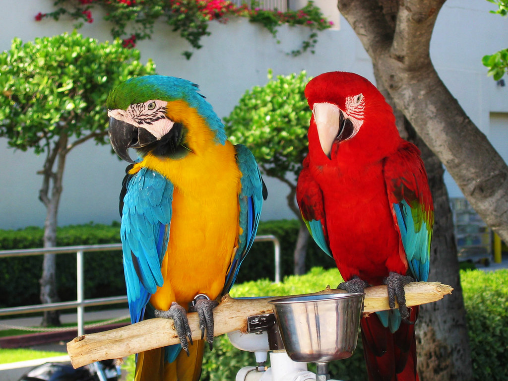 parrot by a food bowl