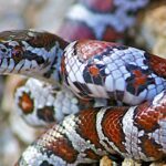 colorful snake non venomous
