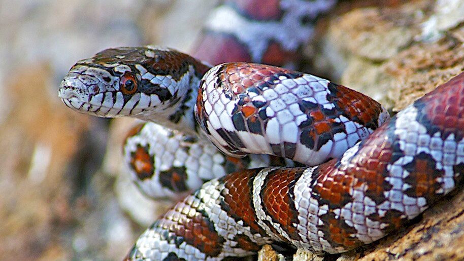 colorful snake non venomous