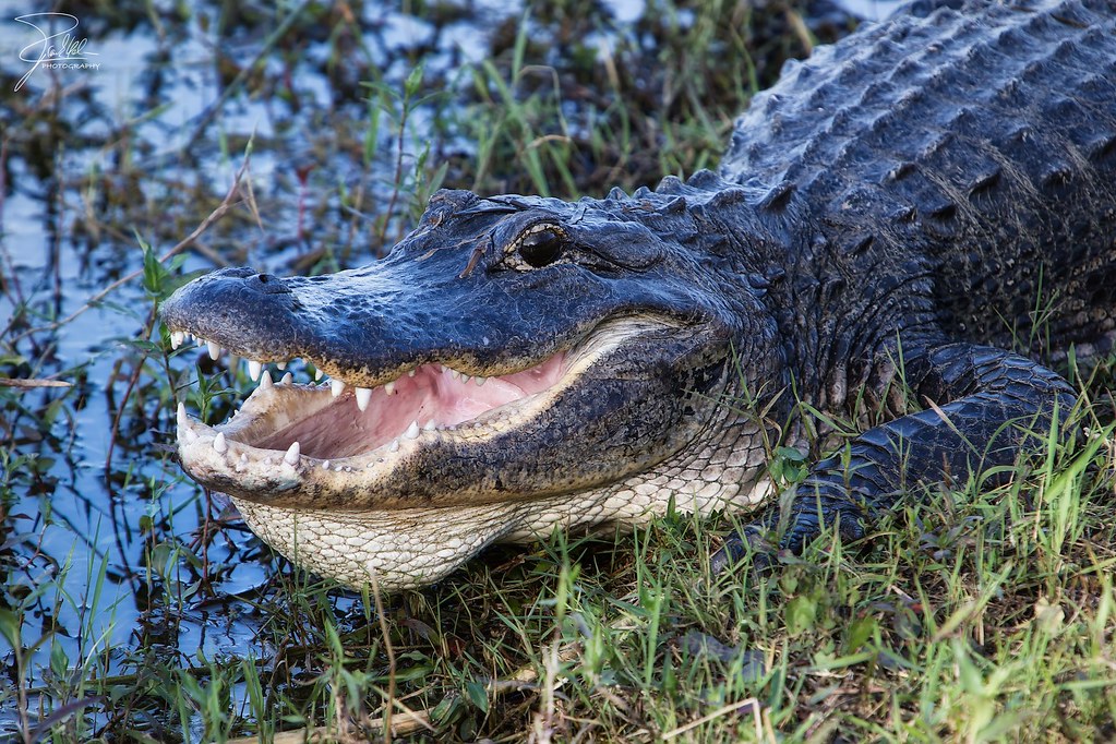They Have the Strongest Bite Force of Any Living Animal