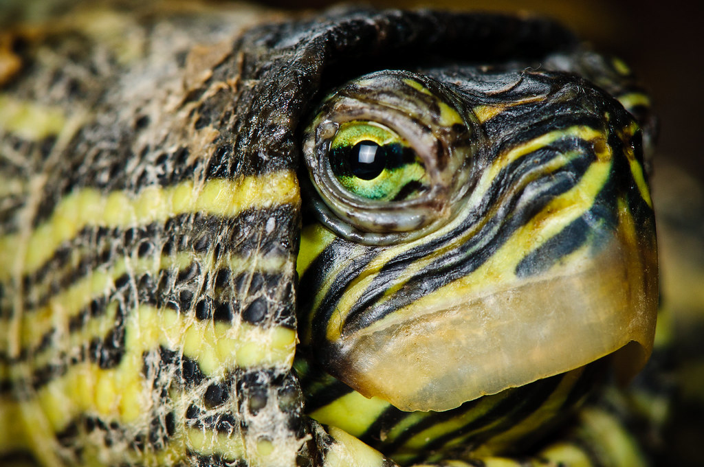 map Turtle