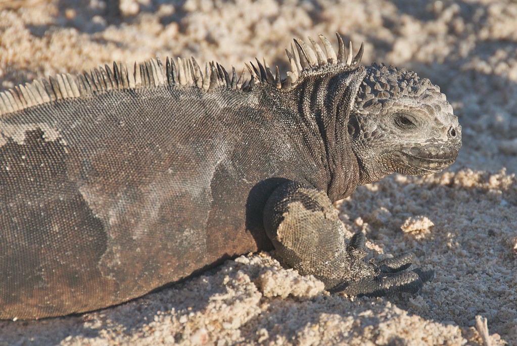 Evolutionary Divergence: The Origins of Land and Water Adaptations