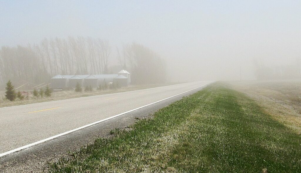 Road Mortality