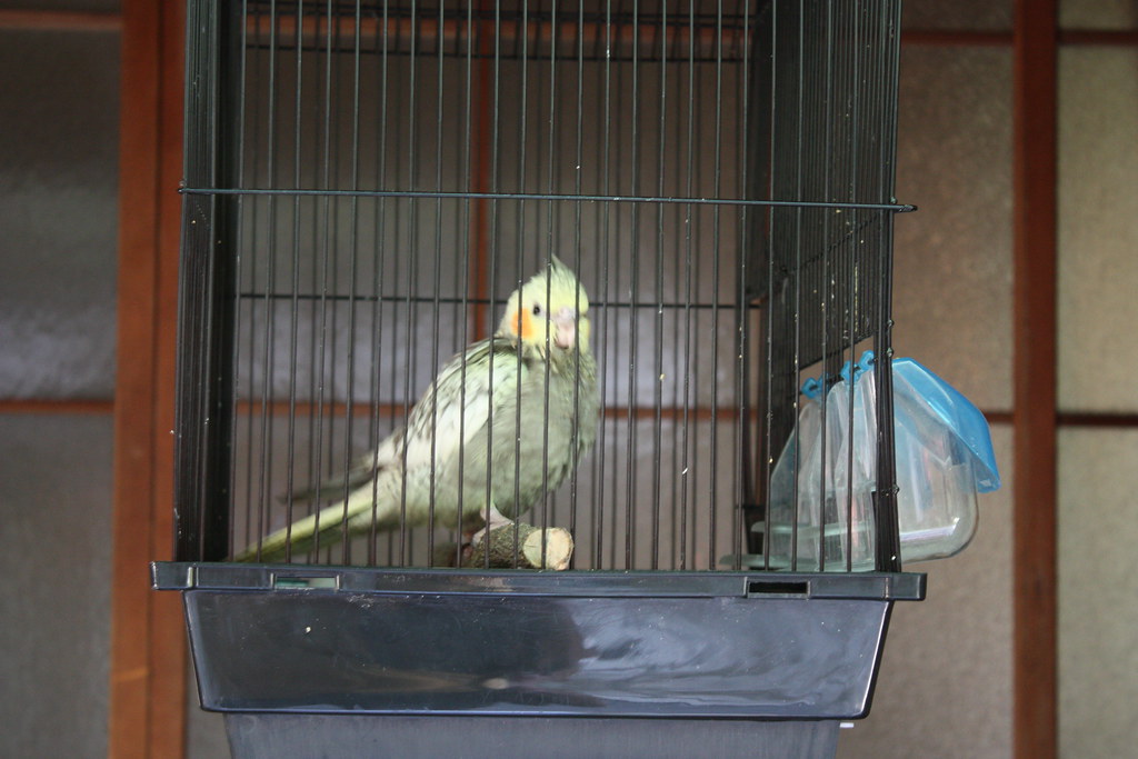 Understanding Your Bird's Spatial Needs
