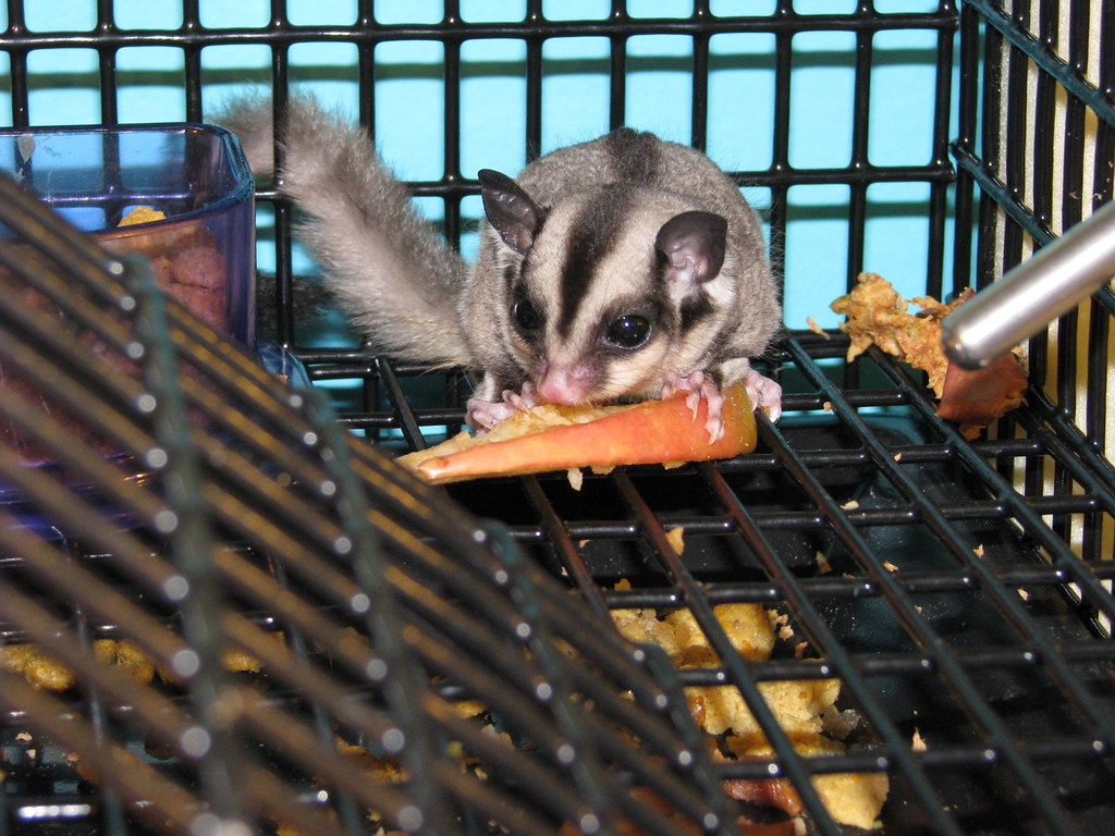 Sugar Glider eating