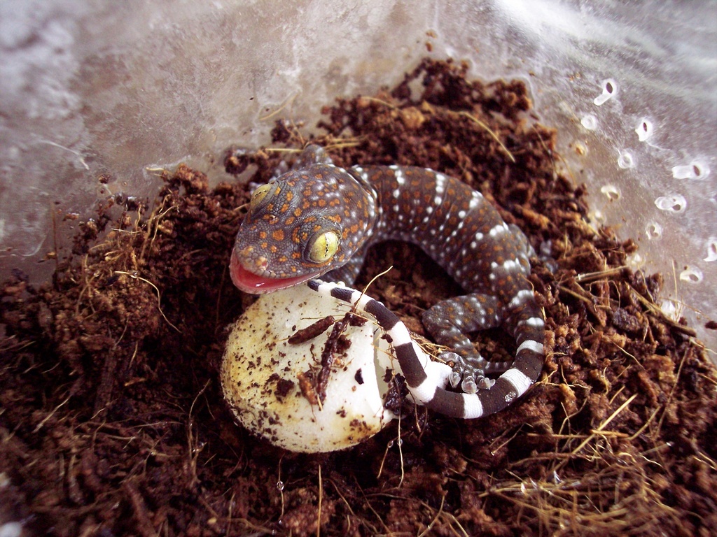 Hatching Tokay Gecko (Gecko gecko)