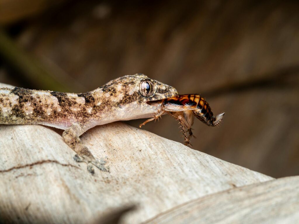 Detailed macro shot of a gecko feeding on an insect, showcasing wildlife predation in Nigeria.