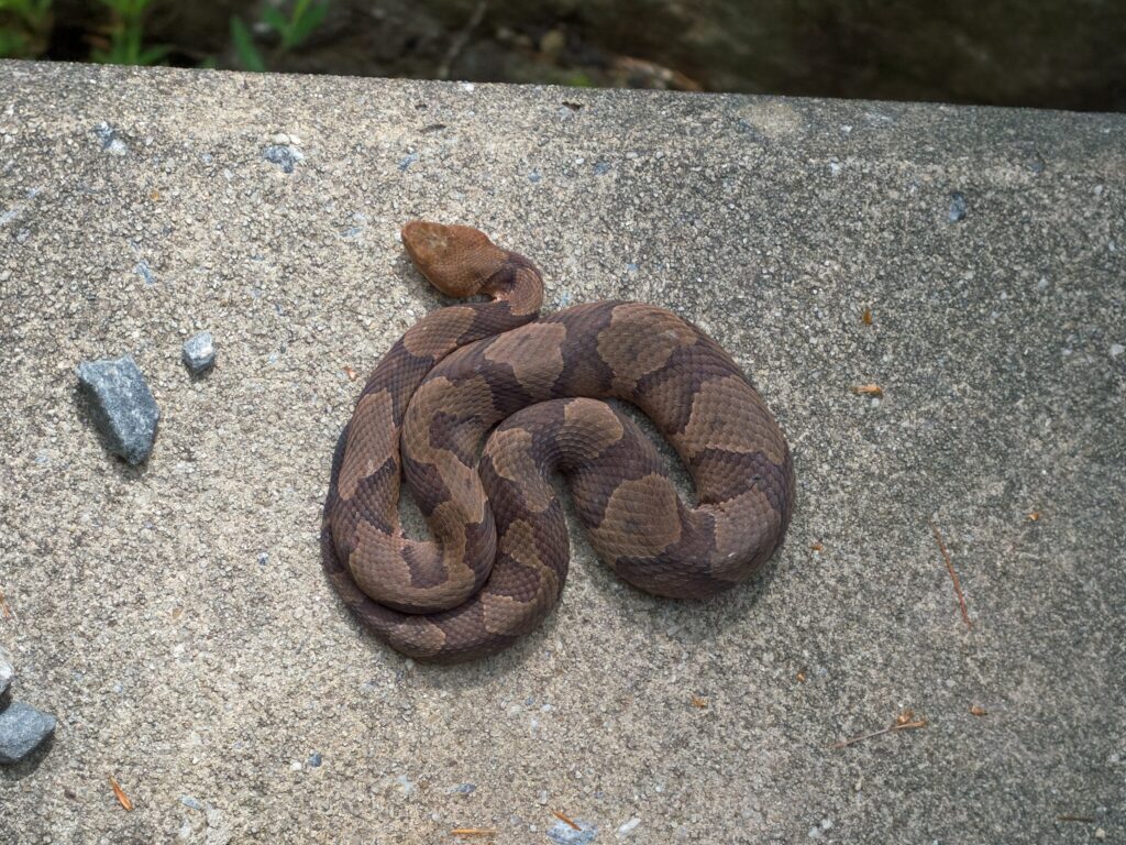 copperhead snake