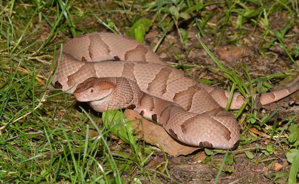 copperhead snake