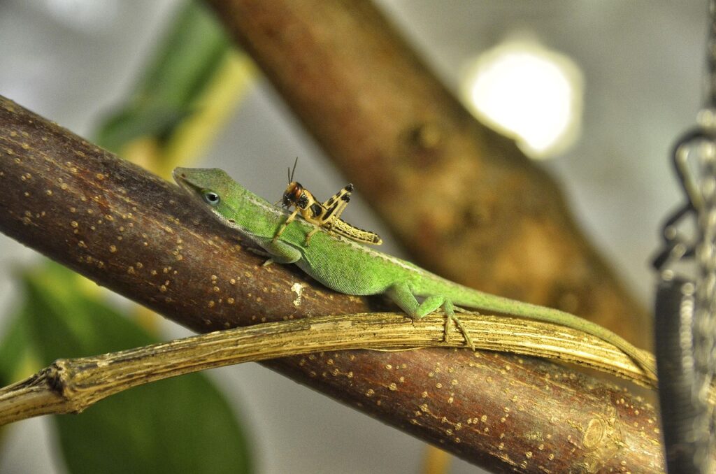 anolis carolinensis, carolina anole, reptile, creeping animal, wildlife, reptiles, terrarium, kaltblut, heuchschrecke, saddle, horse riding