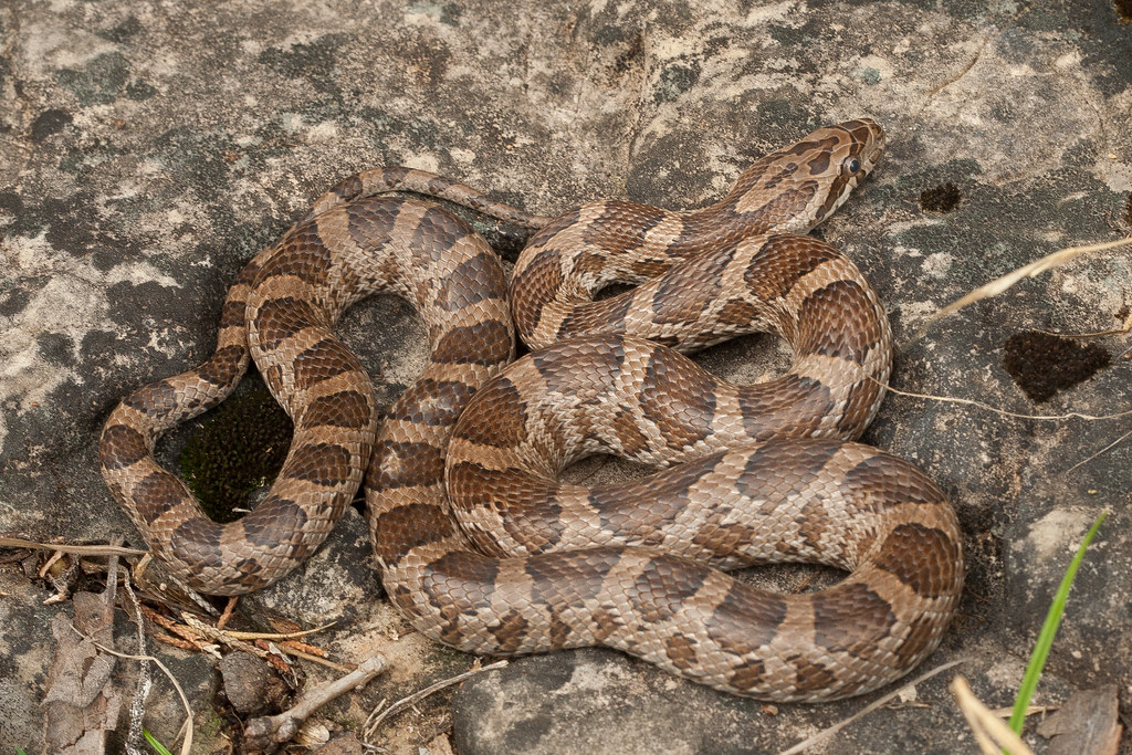 Pantherophis emoryi : Great Plains Rat Snake