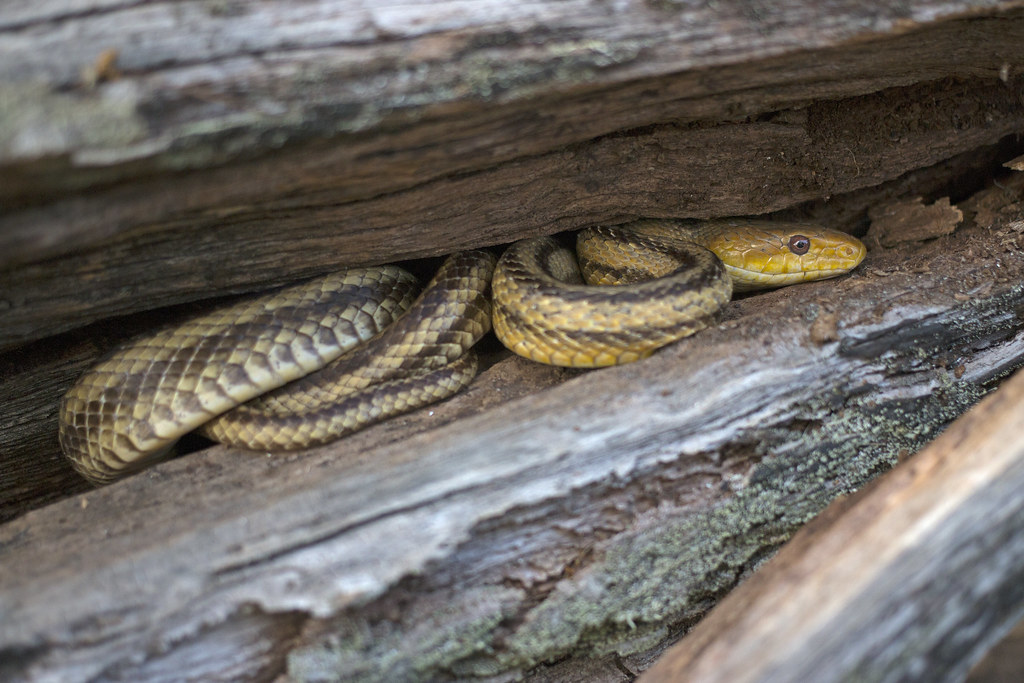 Eastern Rat Snake (Yellow Rat Snake)