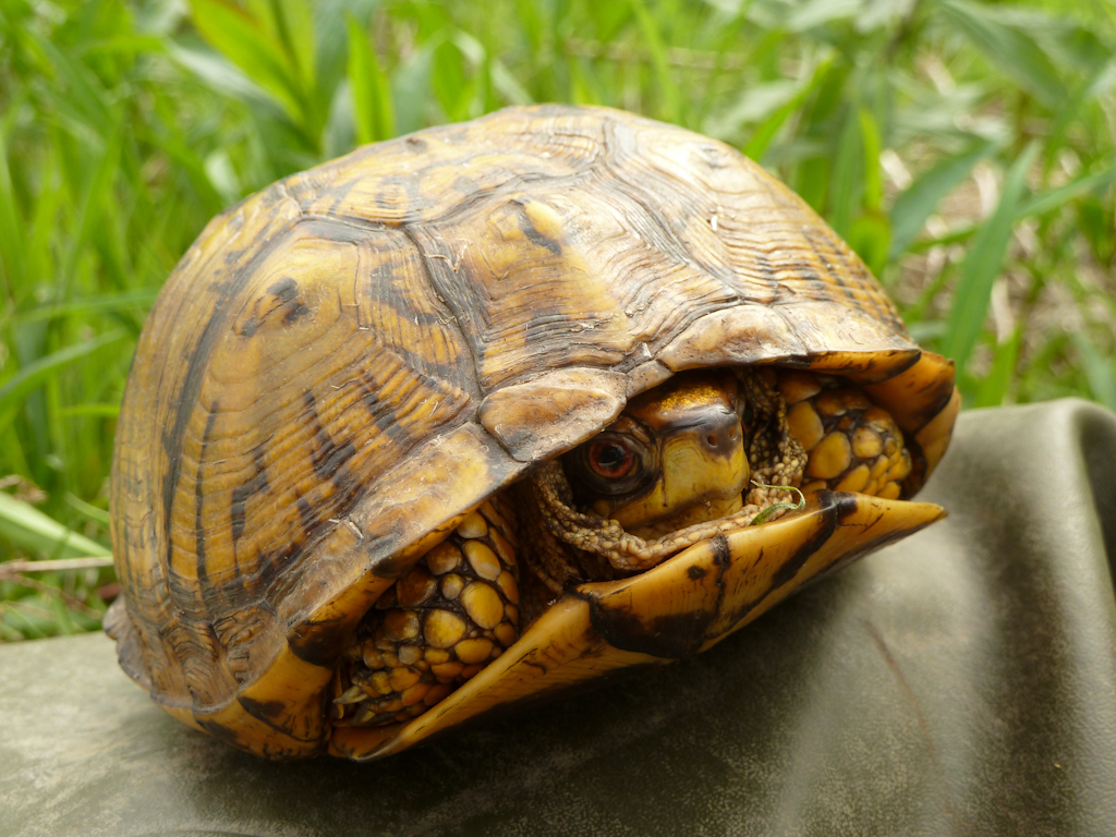 Eastern Box Turtle (Robin Baranowski, NPS Photo)