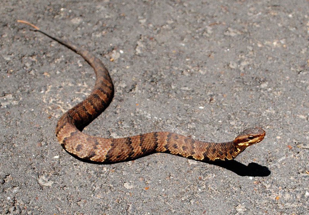 Cottonmouth/Water Moccasin (Agkistrodon piscivorus)