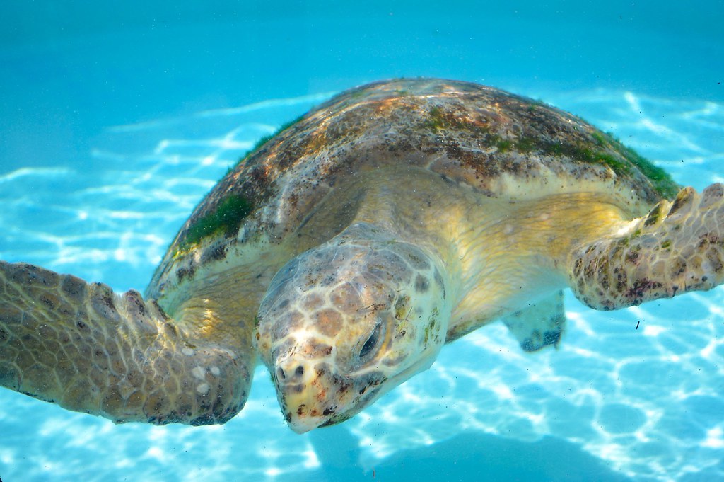 Sea Turtle