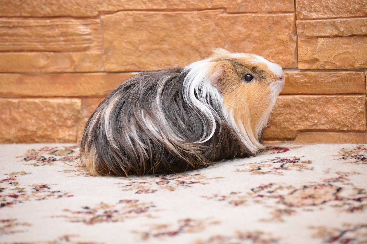 guinea pig, pet, nature, animals, piggy