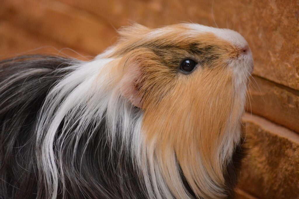 piggy, nature, guinea pig, pet, animals, pets, homemade