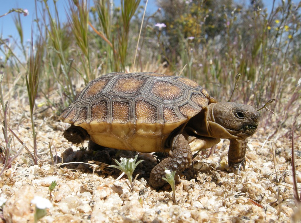 Ecological Importance as Keystone Species