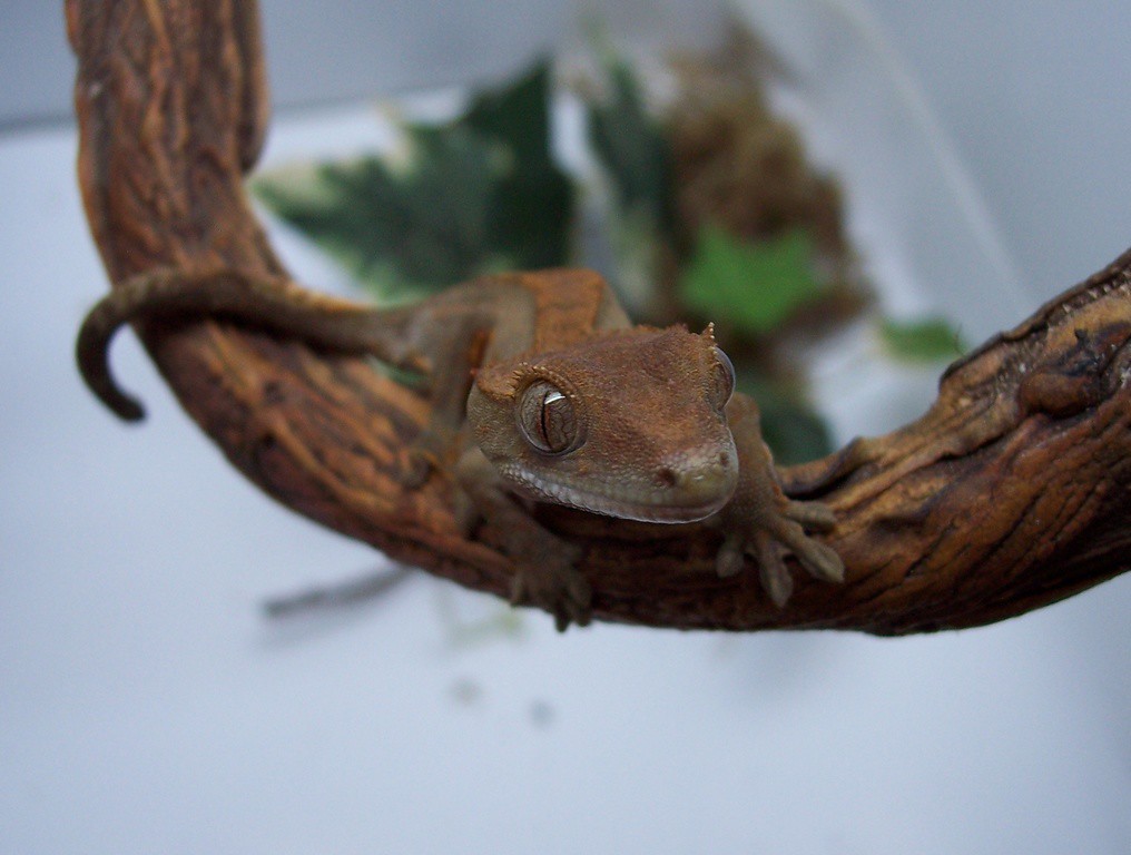 Hatchling Crested Gecko (Rhacodactylus ciliatus)