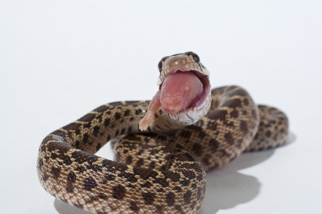 gopher snake feeding