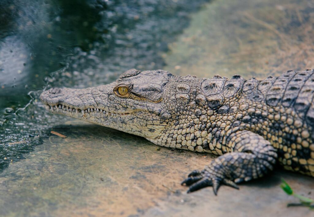 Close-up image of a crocodile resting near water, showcasing its textured skin and natural environment.