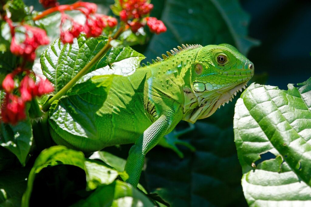 Herbivorous Lizard Nutrition