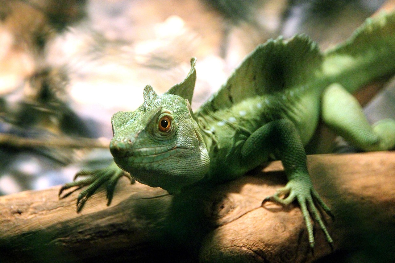 Forest Dwellers: Adapting to Life in the Shadows