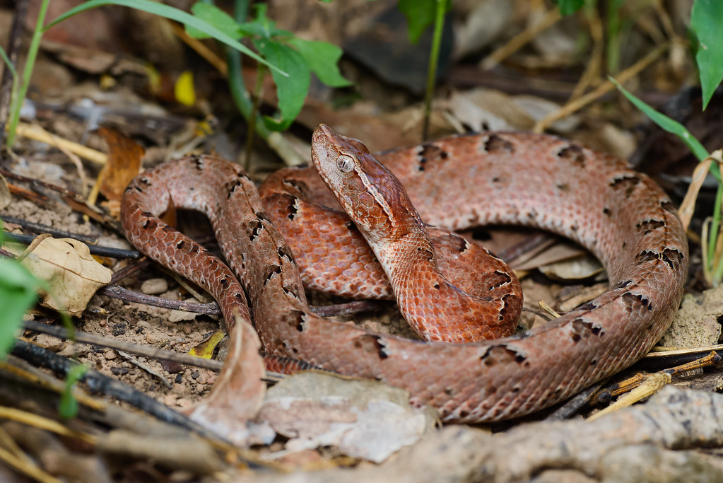 Vietnam: Dense Concentration of Venomous Species