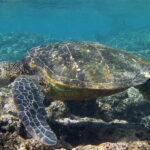 sea turtle near a reef