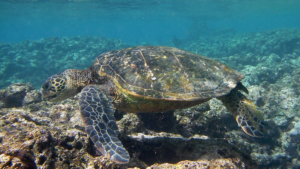 sea turtle near a reef