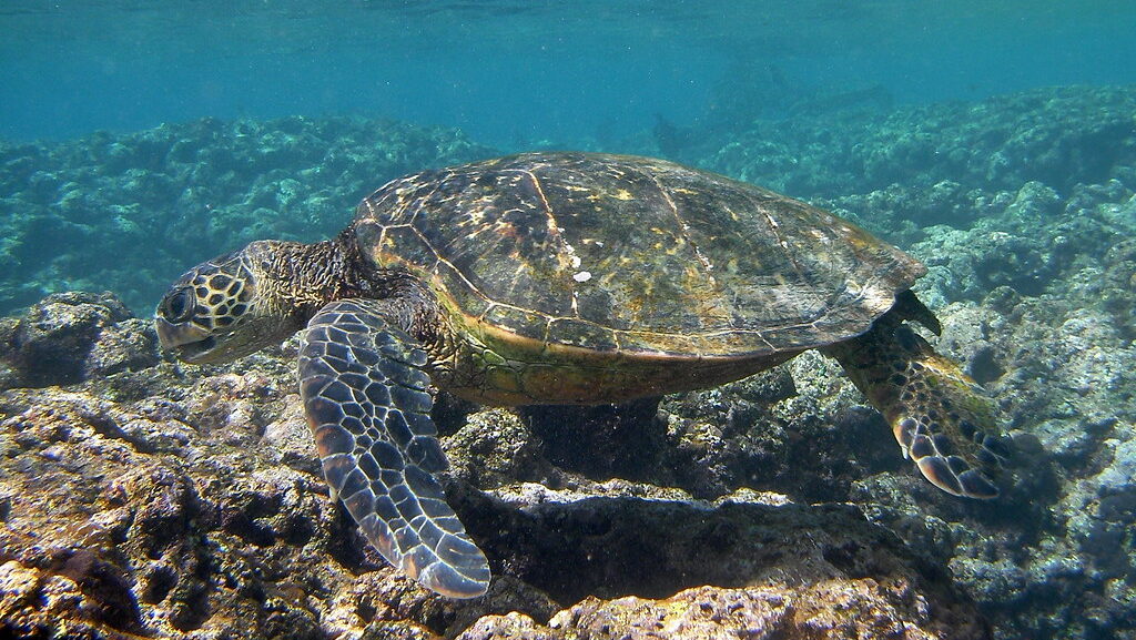 sea turtle