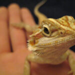 Selecting Your First Bearded Dragon