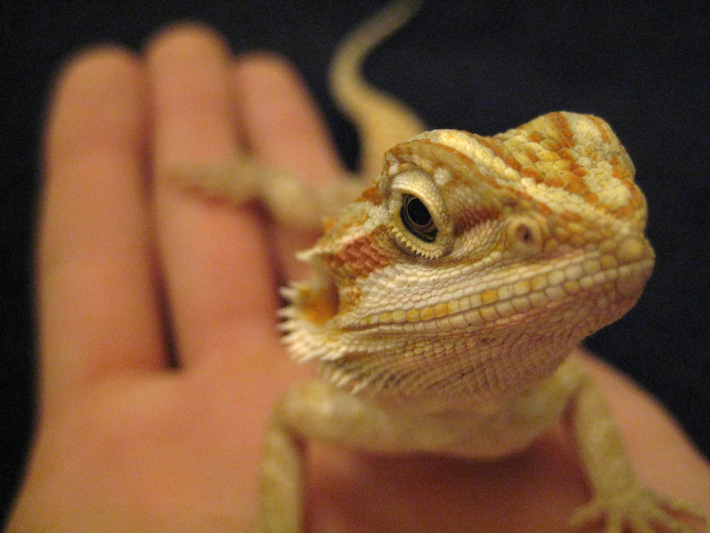 Selecting Your First Bearded Dragon
