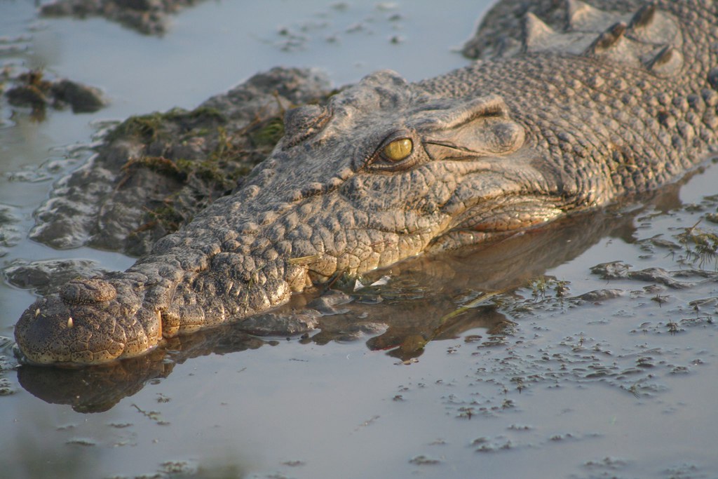 Saltwater Crocodile