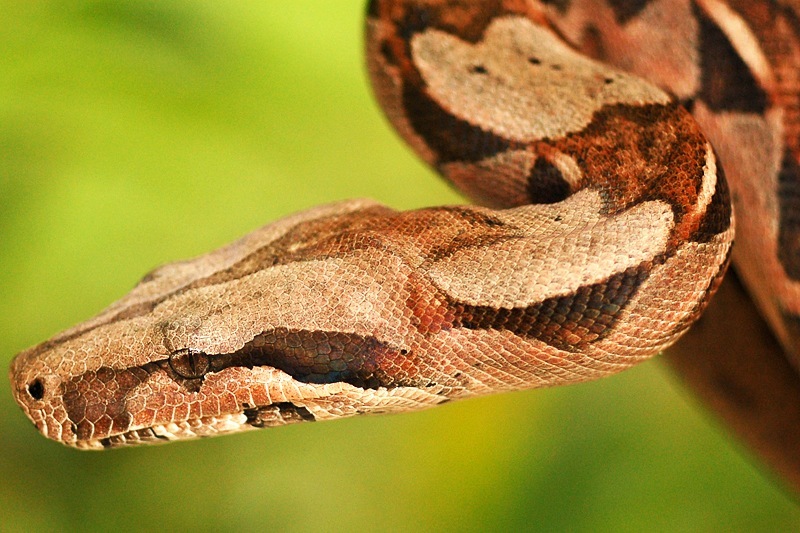 The Boa Constrictor: Moderate Giant with Famous Reputation