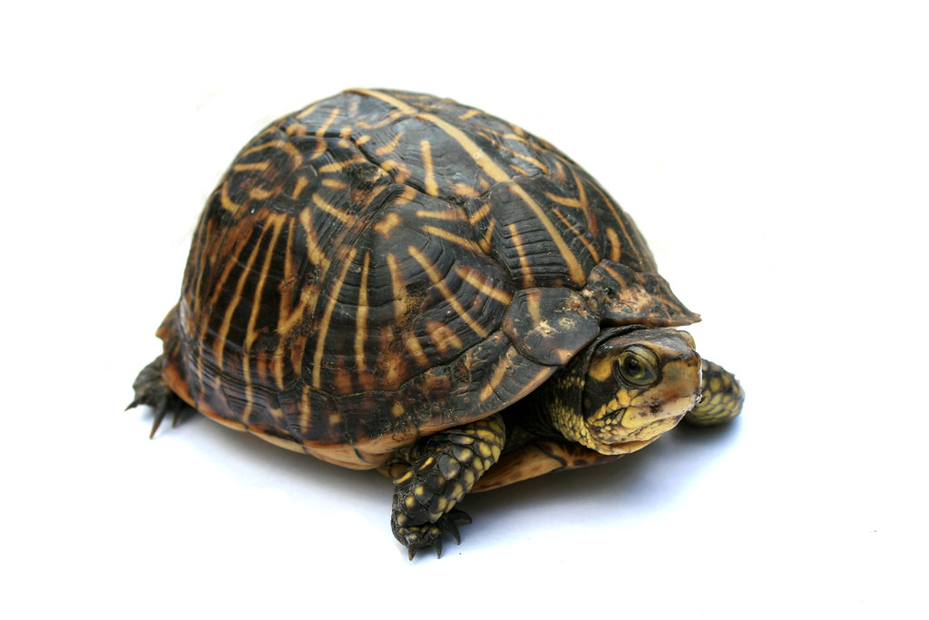 Florida Box Turtle