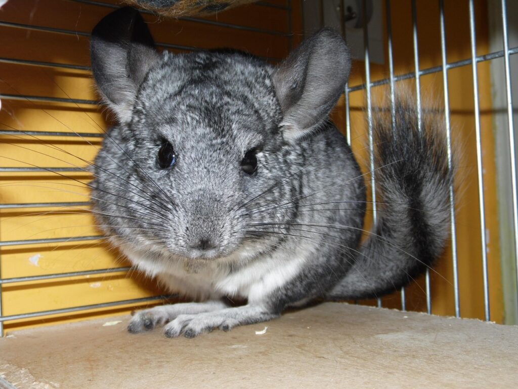 chinchilla, rodent, funny, pet, chinchilla, chinchilla, chinchilla, chinchilla, chinchilla