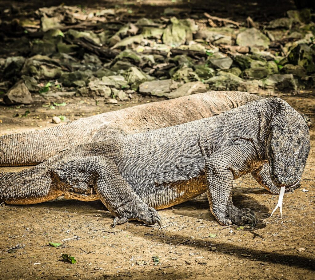 komodo dragons, asia, nature, island, animal, dangerous, komodo, indonesia, lizard, large, big, national, park, travel, tourism, predator, danger, dragon, reptile, tropical, species, brown dragon, brown island