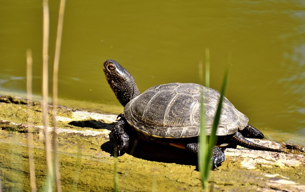 Western Swamp Tortoise (Pseudemydura umbrina)