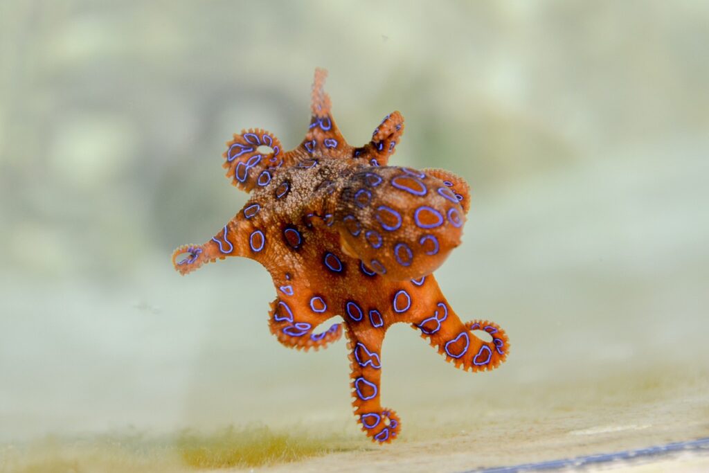 blue ringed octopus, octopus, marine, tentacles, poisonous, ringed, animal, nature, green animals