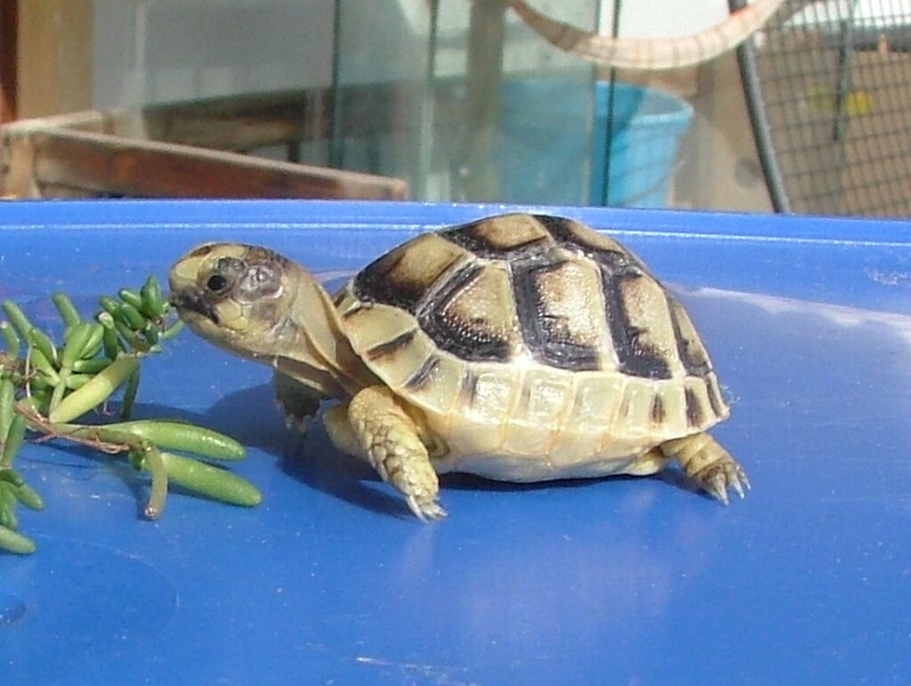 Marginated Tortoise (Testudo marginata)