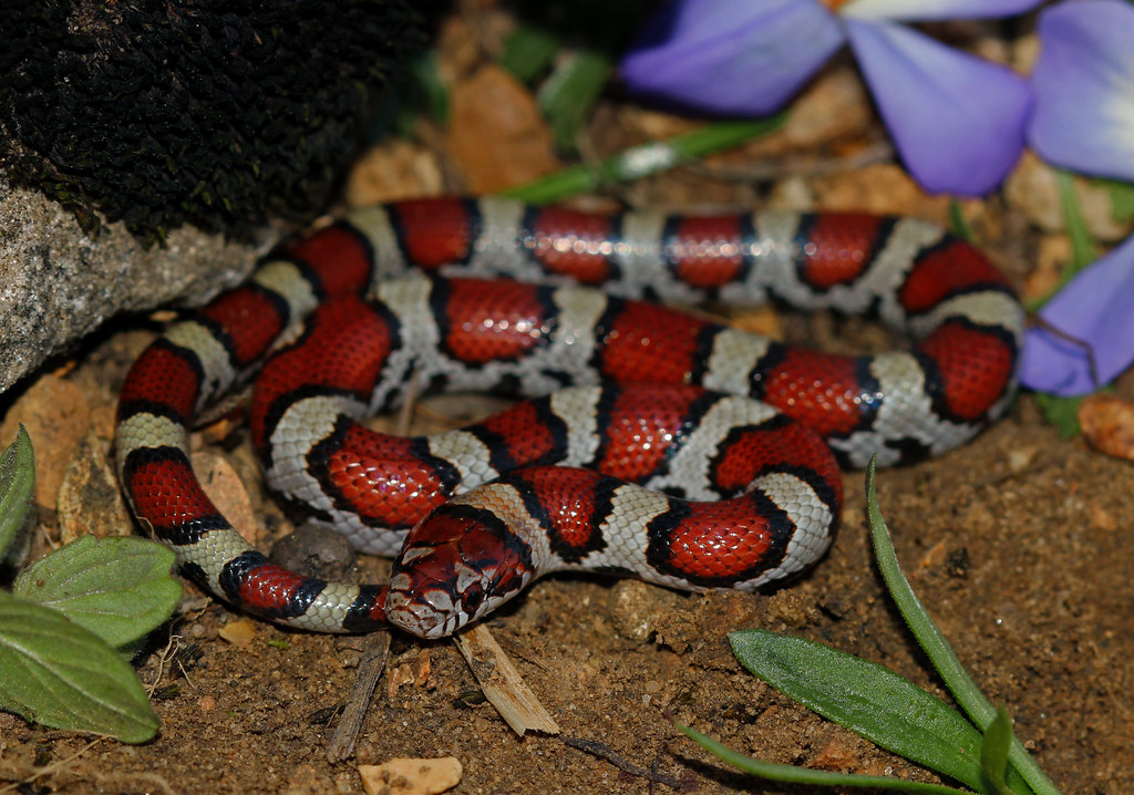 Milksnakes (Lampropeltis triangulum complex)
