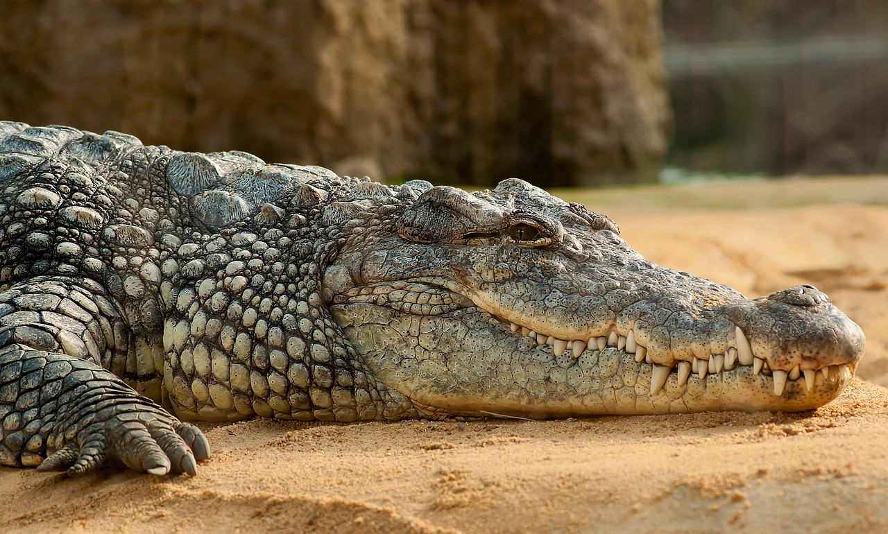nile crocodile, animal, zoo, crocodile, crocodylus niloticus, reptile, predator, wildlife, fauna, wilderness, nature, animal world, wildlife photography, crocodile, crocodile, crocodile, crocodile, crocodile