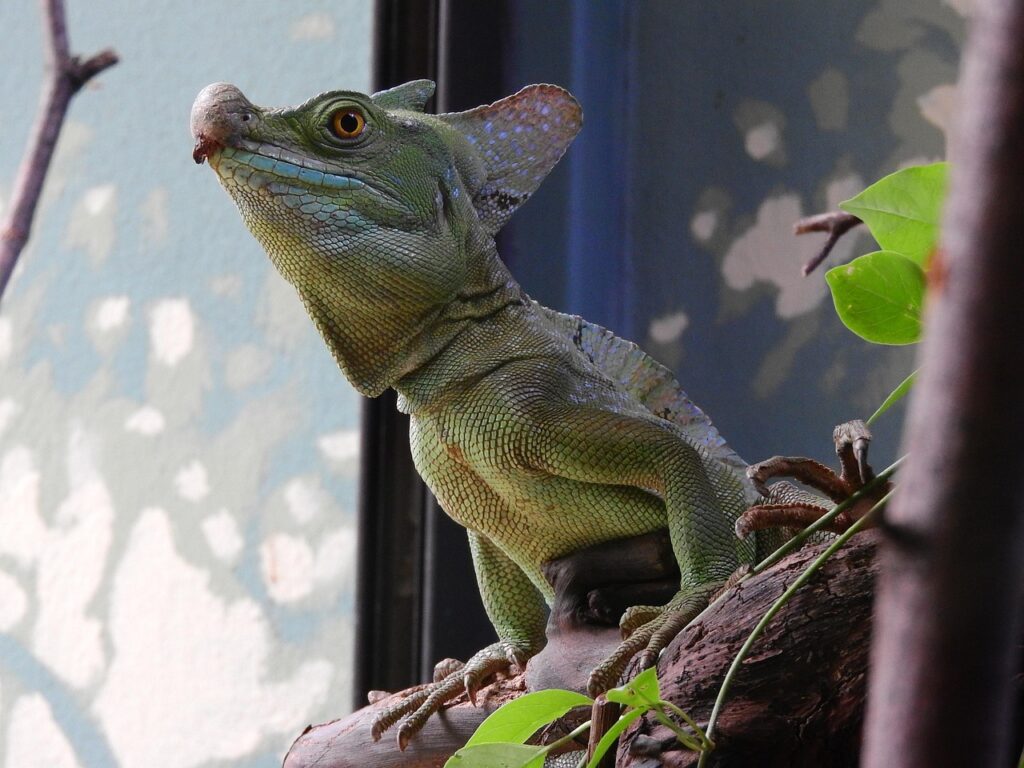 basilisk green, basiliscus plumifrons, prague zoo, a mythical creature, basilisk, basilisk, basilisk, basilisk, basilisk, basilisk