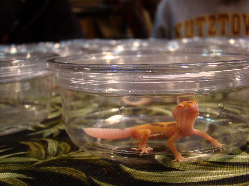 leopard gecko