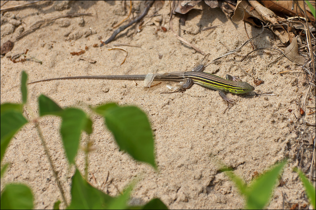 lizard shedding on sand