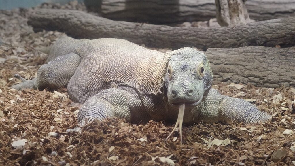 Case Study: The Komodo Dragon Breakthrough