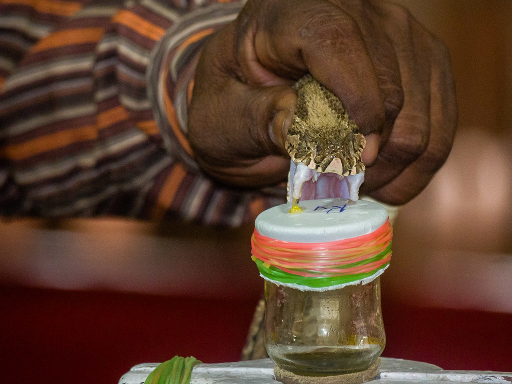 Extracting Snake Venom